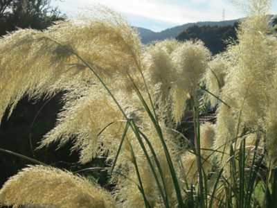 Spring in New Zealand